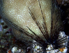 Euechinoidea