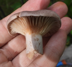 Lactarius trivialis