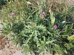 Cirsium arvense