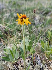 Tephroseris lindstroemii