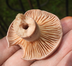 Lactarius trivialis
