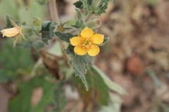 Mentzelia aspera