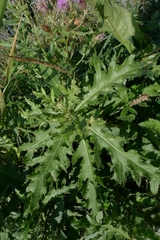 Cirsium arvense