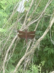 Camacinia gigantea
