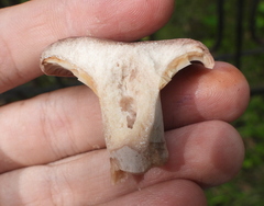 Lactarius trivialis