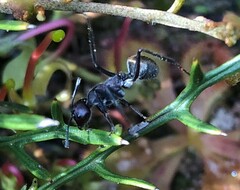 Camponotus suffusus