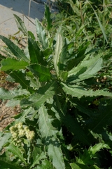 Cirsium arvense