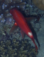 Sargocentron caudimaculatum