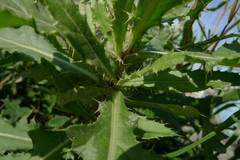 Cirsium arvense
