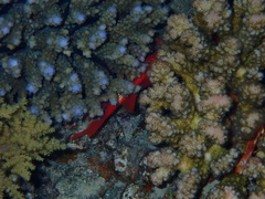 Sargocentron caudimaculatum