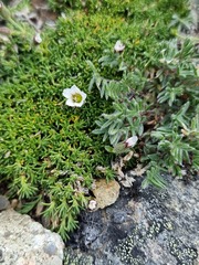 Cherleria arctica