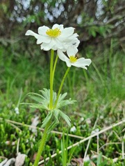 Anemonastrum sibiricum