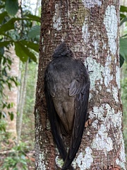 Chaetura meridionalis