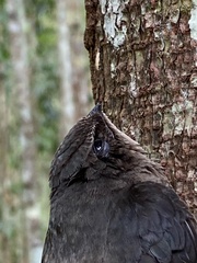 Chaetura meridionalis