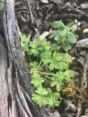 Hydrocotyle foveolata