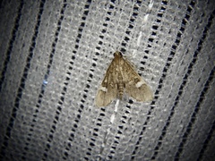 Diathrausta brevifascialis