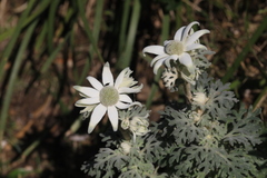 Actinotus helianthi