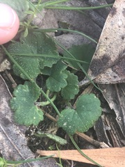 Hydrocotyle laxiflora