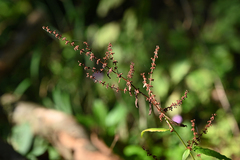 Rumex sanguineus