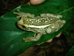 Trachycephalus mesophaeus