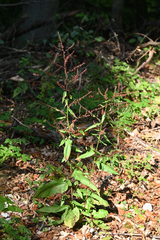Rumex sanguineus