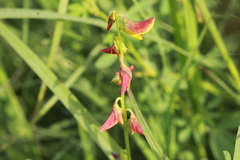 Crotalaria pumila