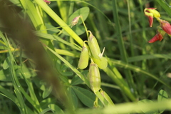 Crotalaria pumila