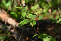 Rumex sanguineus