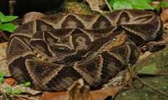 Bothrops asper