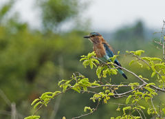 Coracias benghalensis