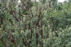 Tarchonanthus littoralis