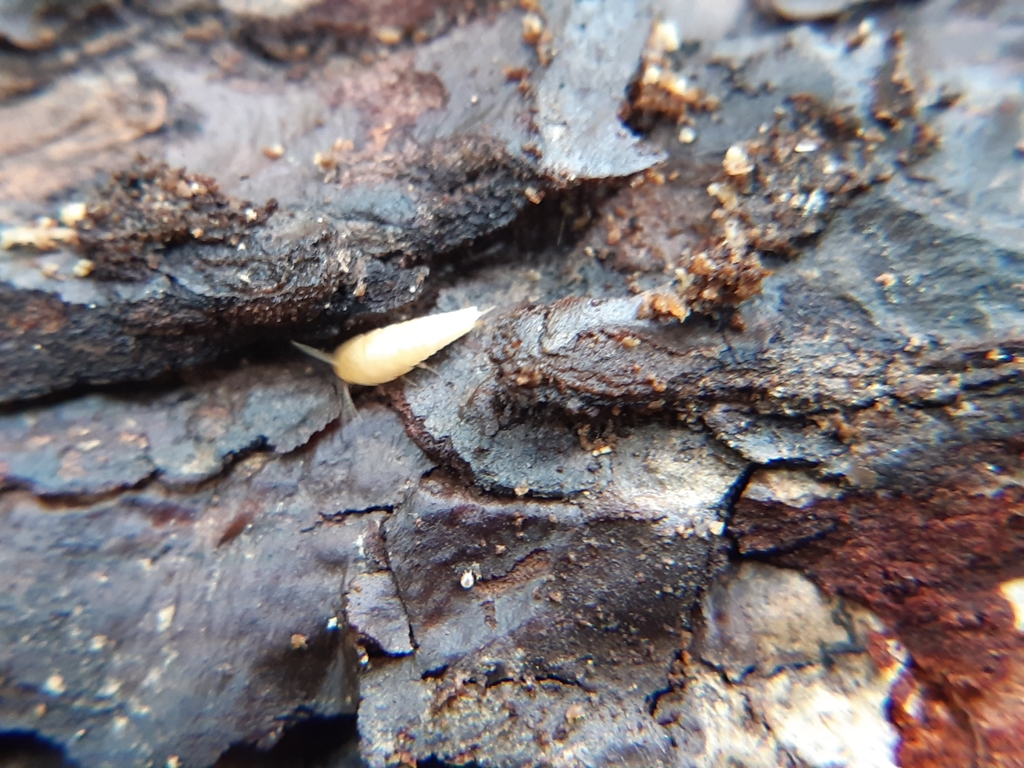 Atelura montana