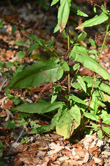 Rumex sanguineus