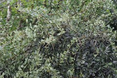 Gymnosporia polyacantha