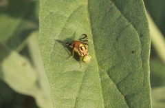 Zonosemata vittigera