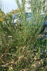 Cytisus scoparius