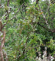 Ptaeroxylon obliquum