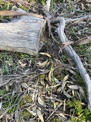 Caladenia tentaculata