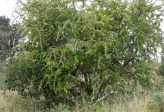 Canthium spinosum