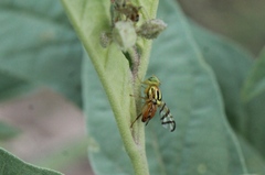 Zonosemata vittigera