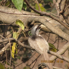 Ocyceros birostris