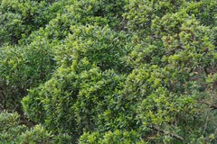 Diospyros dichrophylla