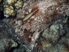 Dolabella auricularia
