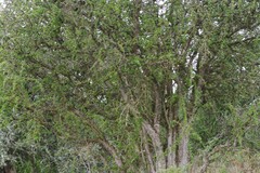 Canthium spinosum