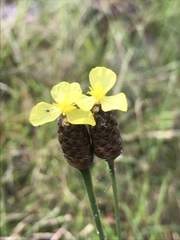 Ambiguous Yellow-eyed Grass (Xyris ambigua)