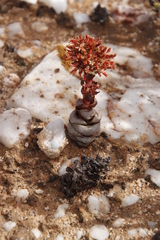 Crassula columnaris