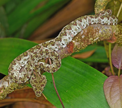 Bothriechis schlegelii