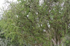 Canthium spinosum