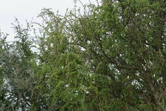 Canthium spinosum