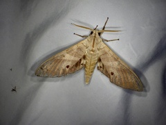 Marumba sperchius sperchius